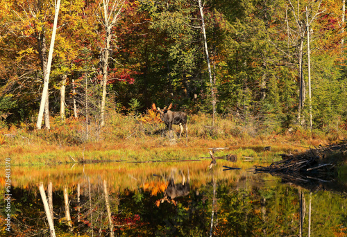 autumn and bull moose reflections
