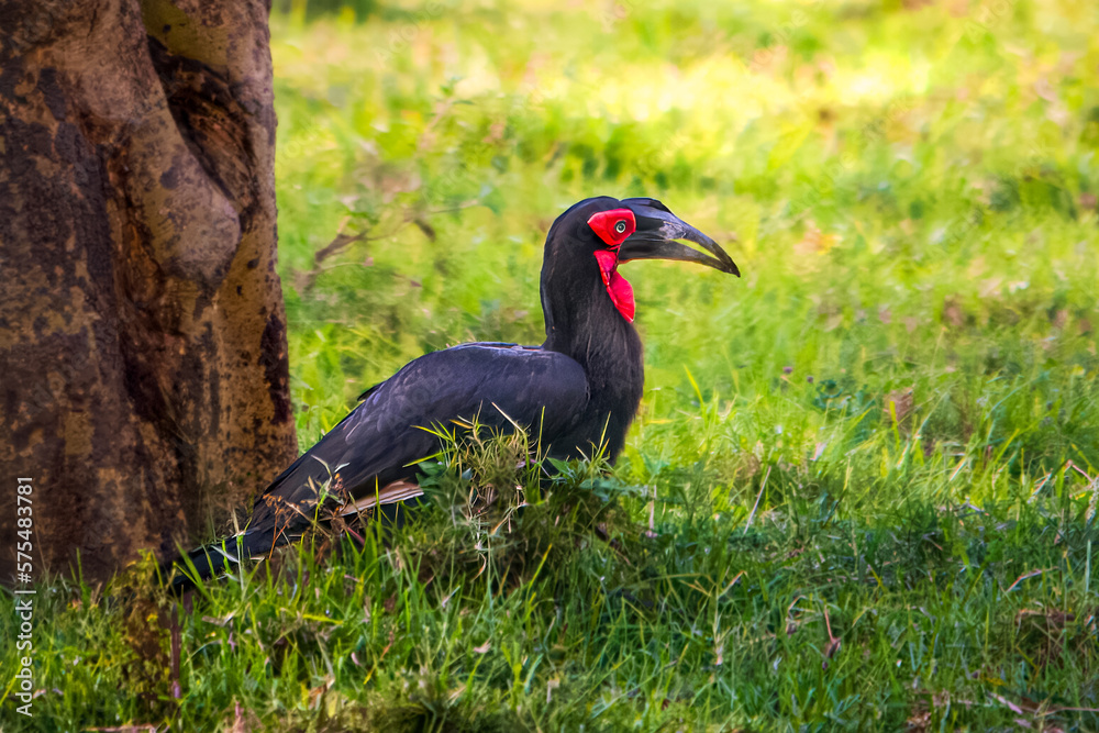 Obraz premium Ground Hornbill, Kenya, Africa