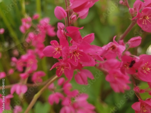 pink flowers