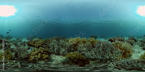 Tropical fishes and coral reef at diving. Beautiful underwater world with corals and fish. 360 panorama VR