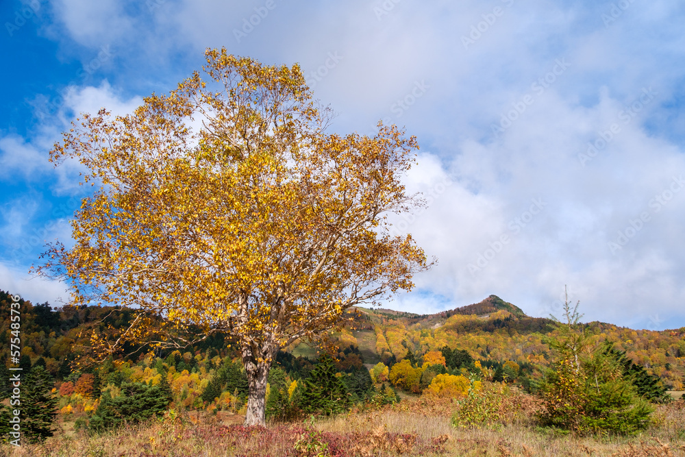 Fototapeta premium 山田牧場の紅葉