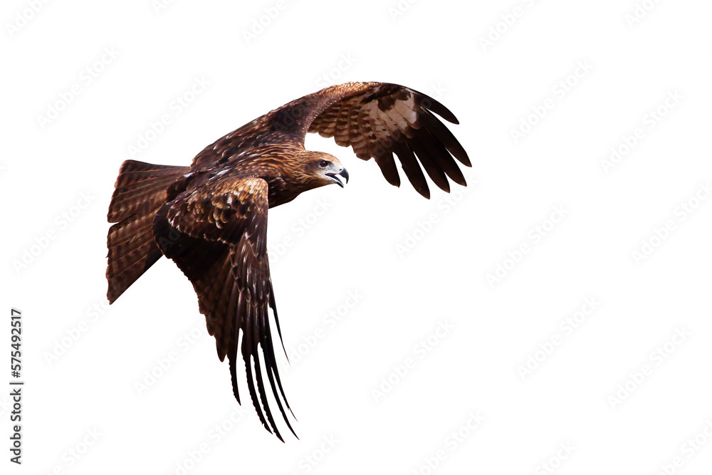 Obraz premium Black kite flying isolated on transparent background png file