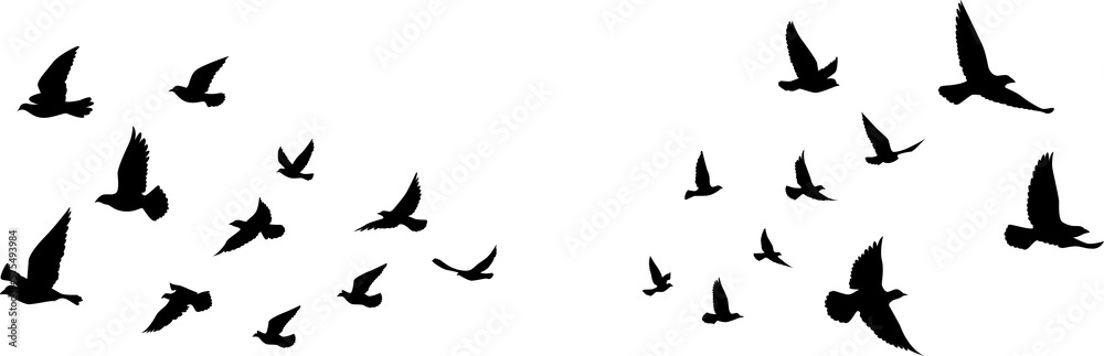 Fototapeta premium Black vector flying birds flock silhouettes isolated on white background. symbol tattoo design graphic.