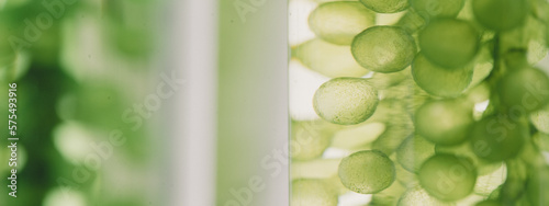 banner background of process production and experiment of fuel. Photobioreactor in laboratory of algae fuel, biofuel industry project, Algae research in industrial laboratories for medicine.