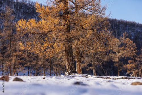 Larix sibirica Ledeb(Pinaceae) is the larch forests of eastern Siberia are an important part of the global ecosystem, providing critical habitat for wildlife and playing a key role in the carbon cycle photo