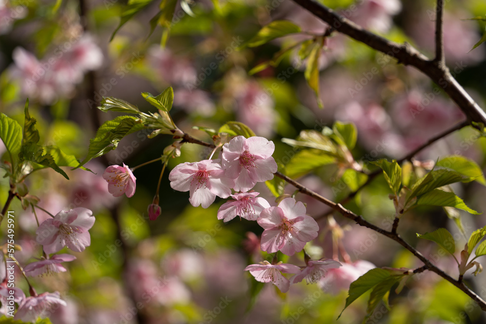 陽の光に照らされる桜の花