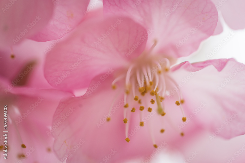 桜の花