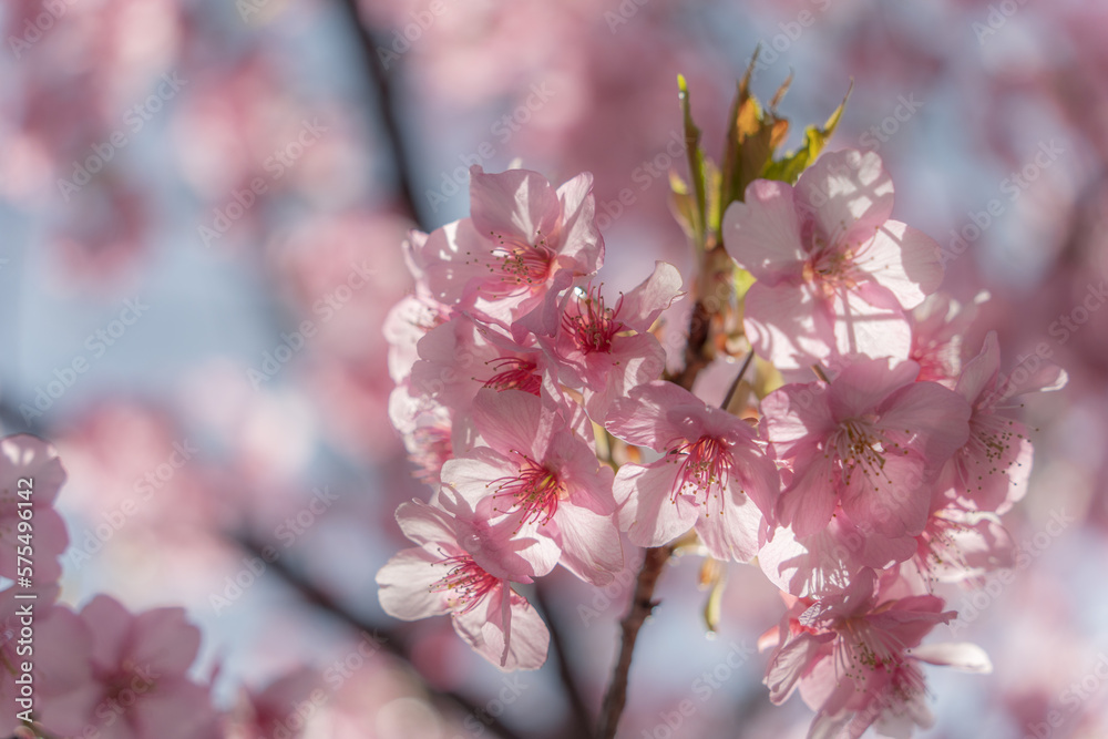 Obraz premium 陽の光に照らされる桜の花