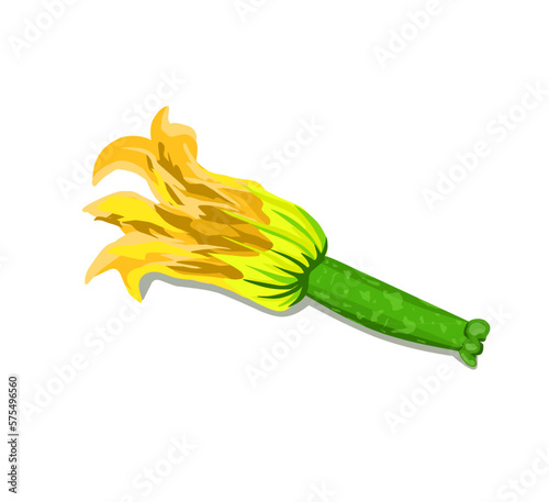 Yellow female zucchini flower isolated on white background