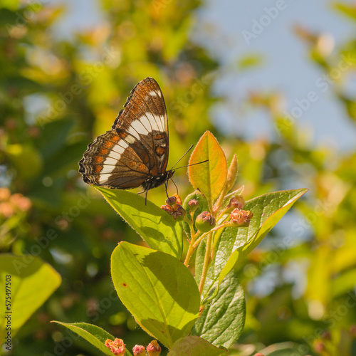 Side view of a white admiral butterfly sitting on a cotoneaster photo
