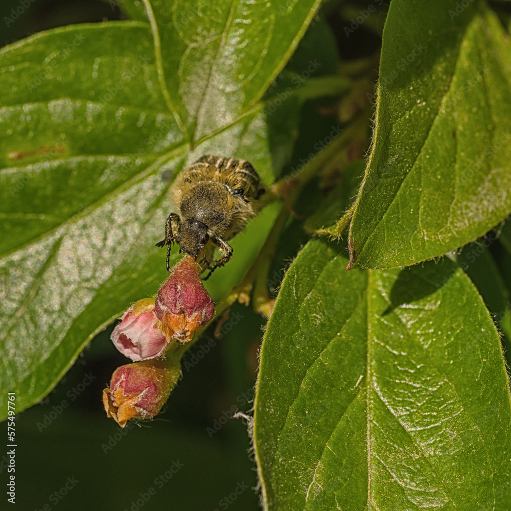Front View of Hairy Flower Scarab sitting on a Cotoneaster Front View of Hairy Flower Scarab sitting on a Cotoneaster