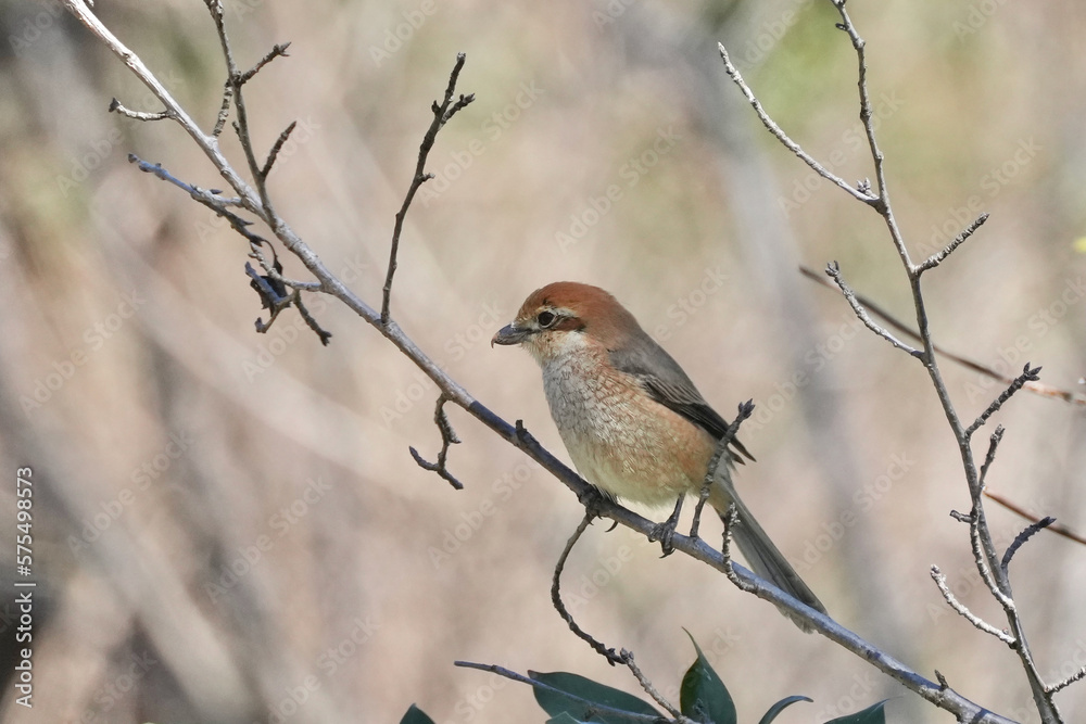 black headed shrike in a forest