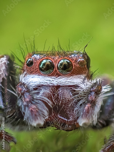 close up of a spider © Nazil