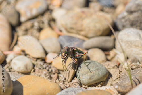 Tiger Beetle sitting in gravel photo