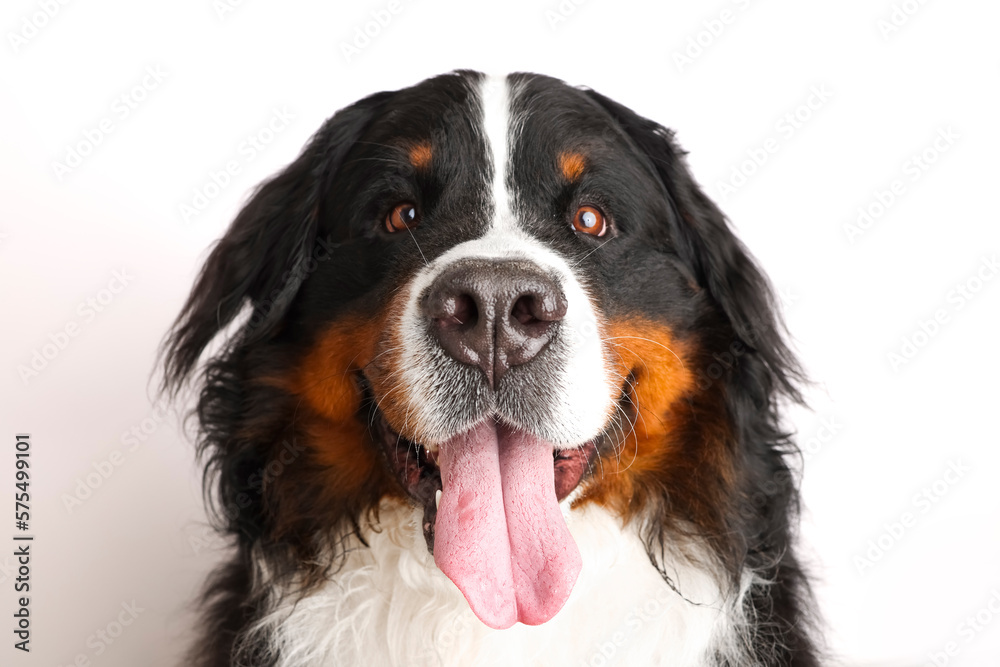 Photo Bernese Mountain Dog on a white background. Studio shot of a dog in front of an isolated background. 