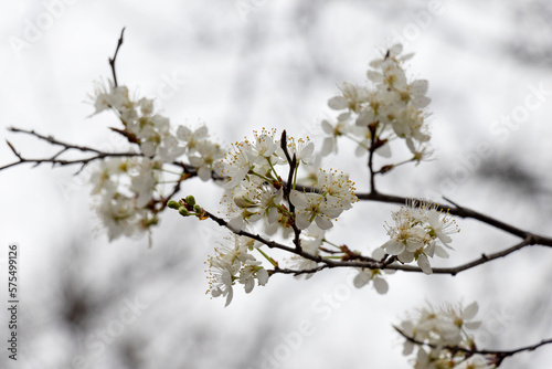 tree blossom