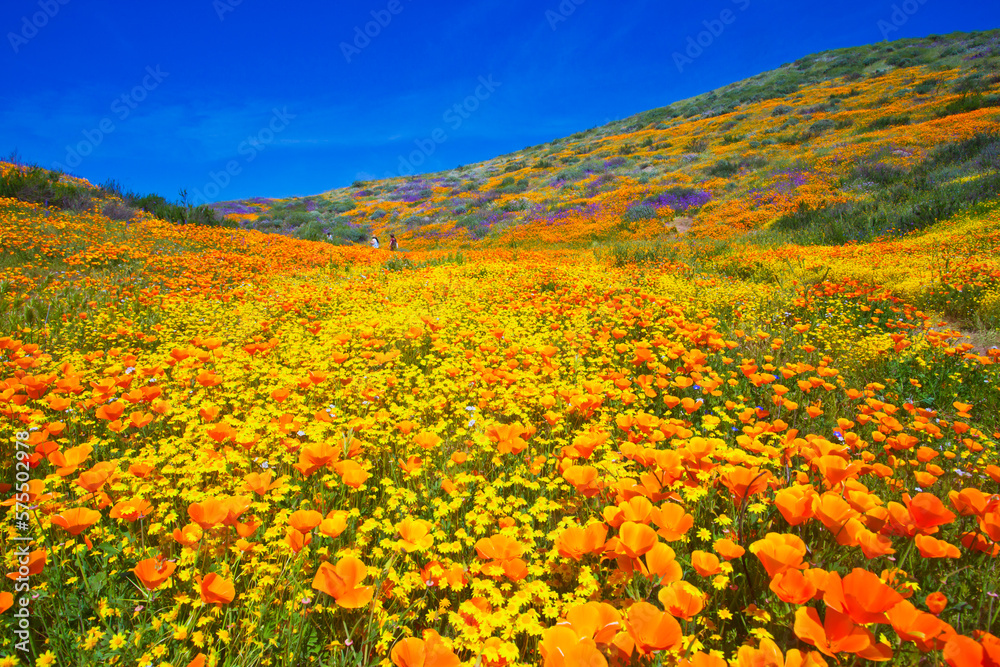 Fototapeta premium Stunning and colorful wildflower bloom at Diamond Valley Lake in Riverside County, one of the best place to see California wildflowers