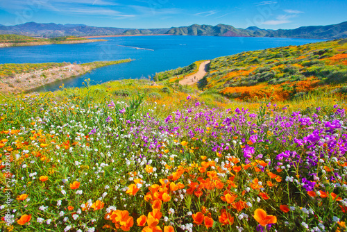 Stunning and colorful wildflower bloom at Diamond Valley Lake in Riverside County, one of the best place to see California wildflowers