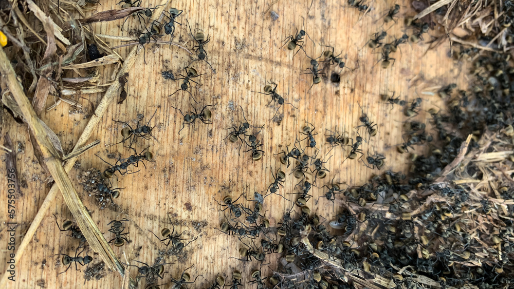Eye-level photo of a black ant nest. Thousands of black ants work together to build a nest. Eye-level photo of a black ant nest. Thousands of black ants work together to build a nest.