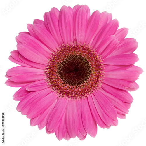 Top view of Pink Gerbera flower isolated on white background.