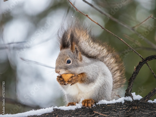 The squirrel with nut sits on tree in the winter or late autumn