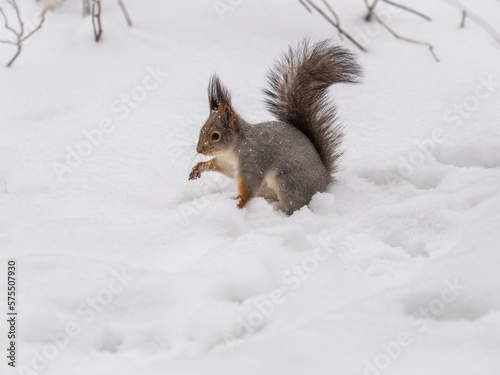 The squirrel in winter sits on white snow.