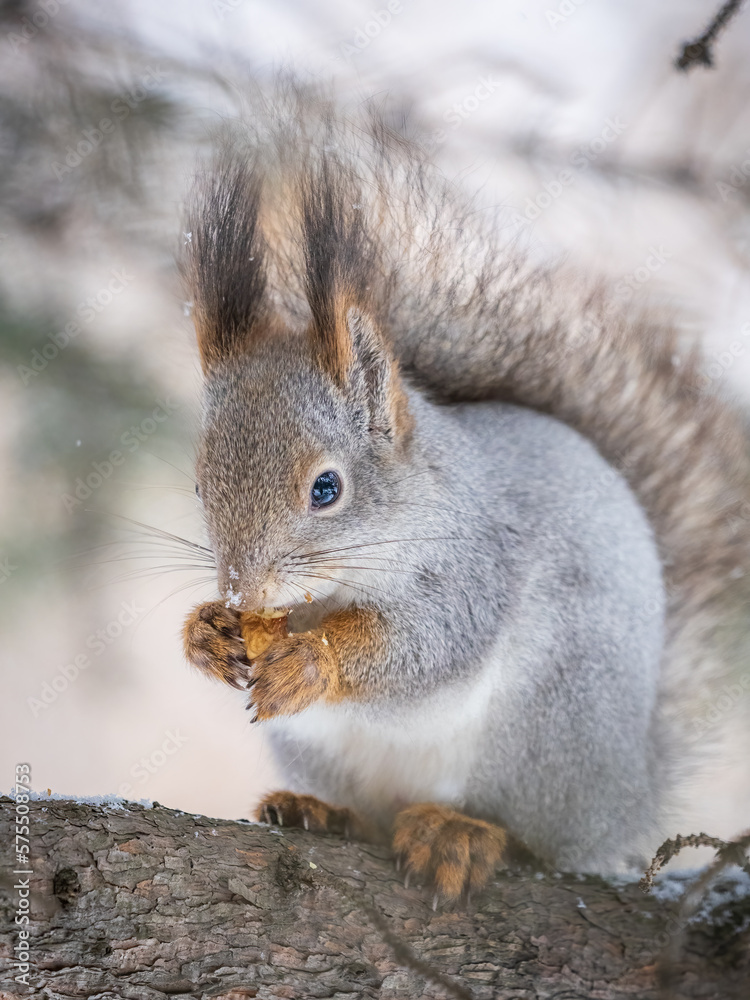 The squirrel with nut sits on tree in the winter or late autumn