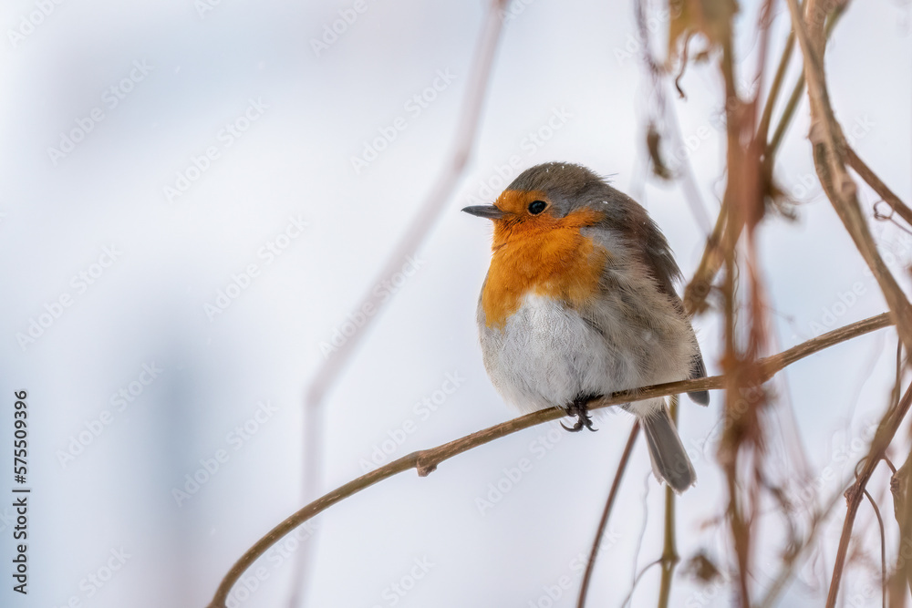 Cute bird the European Robin, Erithacus rubecula. sitting on the tree branch in winter. Cute bird the European Robin, Erithacus rubecula. sitting on the tree branch in winter.
