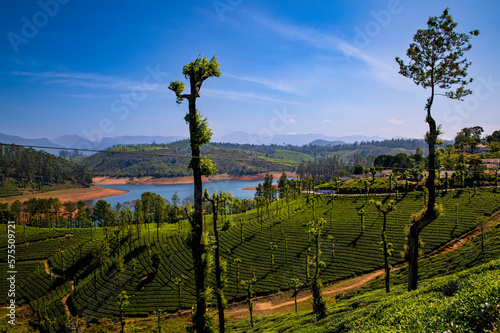 A beautiful tea estate landscape in south india photo