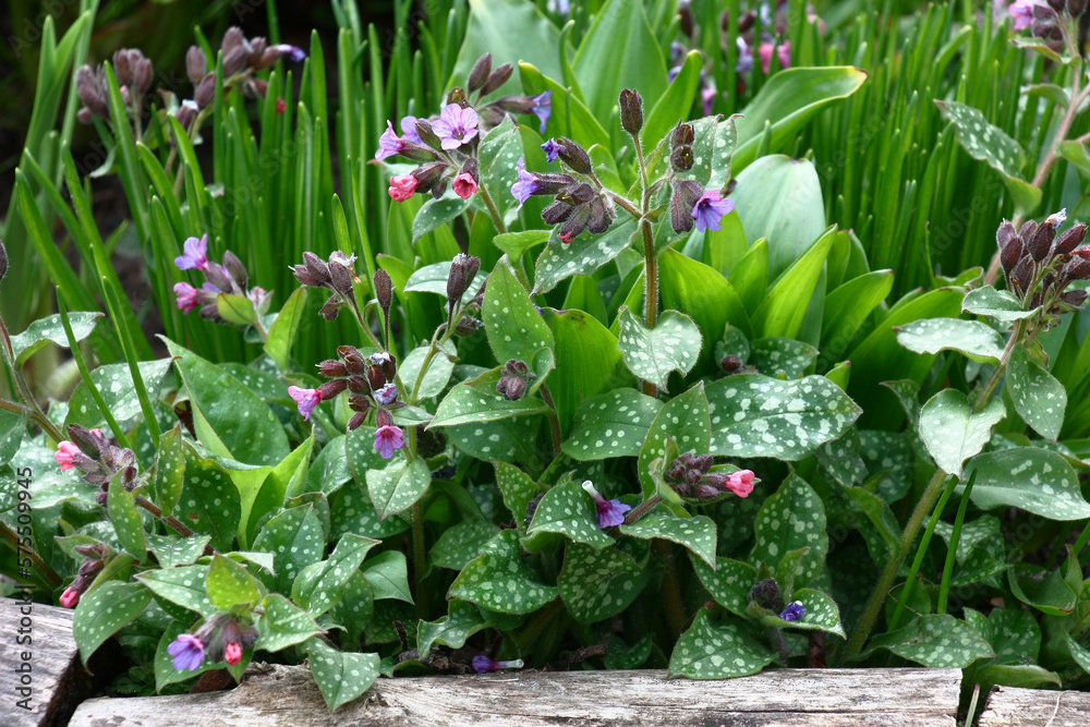 Obraz premium Fragment of a spring flower bed with a border from short logs. The pulmonaria grows and blossoms near a border among other plants.