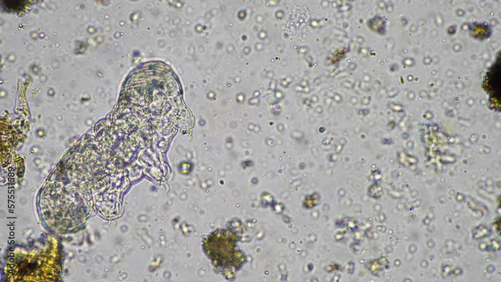 soil including nematode, microarthropods, micro