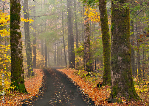 road in autumn forest