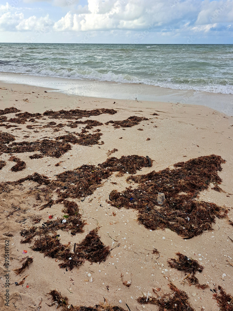 Sargassum on the shore of the beach, a type of seaweed in the Caribbean, a serious environmental problem in Mexico, a kind of algae epidemic out of control that kills turtles and fish