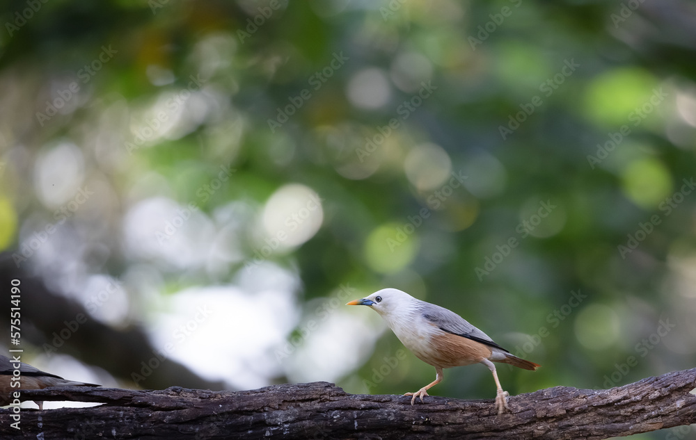 Malabar starling perched on a tree branch Malabar starling perched on a tree branch