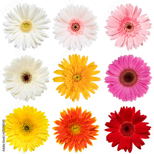 Set of  Colorful Gerbera roses Flowers collection isolated on White Background. Red, Pink, Yellow, White , Orange Colors .studio shot © Fahng