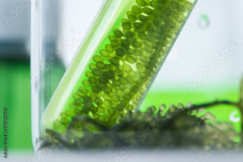 Scientists present the use of biofuels to reduce environmental problems and pollution, algae fuel biofuel industry as an alternative to the future, research preservation of plants in laboratory.