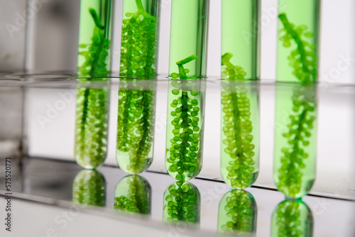 Scientists present the use of biofuels to reduce environmental problems and pollution, algae fuel biofuel industry as an alternative to the future, research preservation of plants in laboratory.