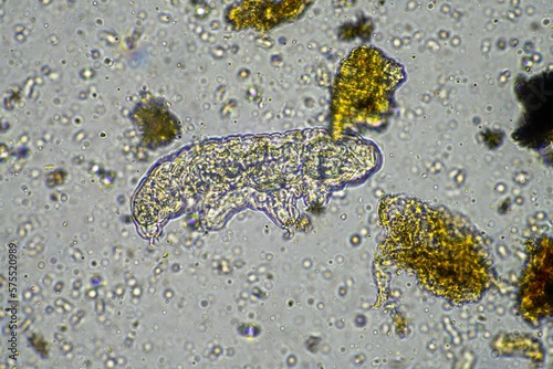 Принти на полотні soil microorganisms including nematode, microarthropods, micro arthropod, tardigrade, and rotifers a soil sample, soil fungus and bacteria on a regenerative farm in compost under the microscope