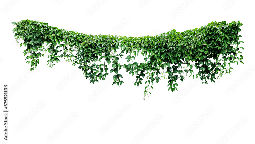 Hanging vines ivy foliage jungle bush, heart shaped green leaves climbing plant nature backdrop - obrazy, fototapety, plakaty 