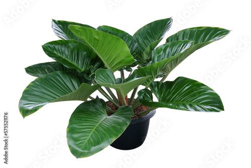 Heart shaped dark green leaves of philodendron tropical foliage plant bush in black plastic flowerpot, popular houseplant