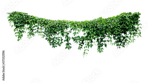 Foto Hanging vines ivy foliage jungle bush, heart shaped green leaves climbing plant