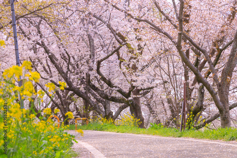 さくら堤公園の桜のトンネル