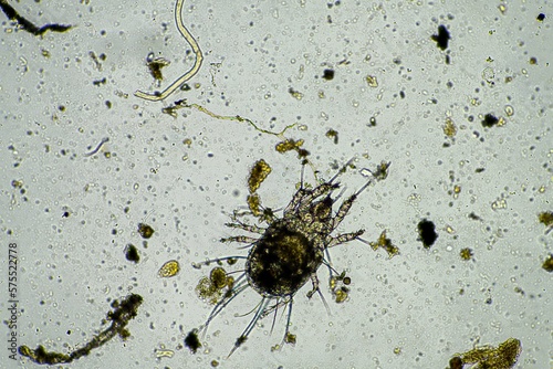 soil microorganisms including nematode, microarthropods, micro arthropod, tardigrade, and rotifers a soil sample, soil fungus and bacteria on a regenerative farm in compost under the microscope.