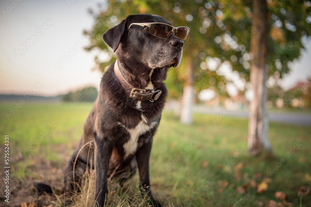 Black labrador in the evening spring park. Black labrador in the evening spring park.