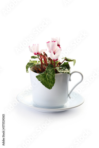 Wallpaper Mural pink cyclamen flowers, isolated on a white Torontodigital.ca