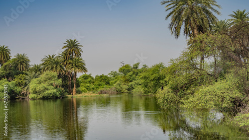 The lake is surrounded by banks overgrown with lush green vegetation. Palm trees against the blue sky. Reflection. India. Keoladeo Bird Sanctuary. Bharatpur