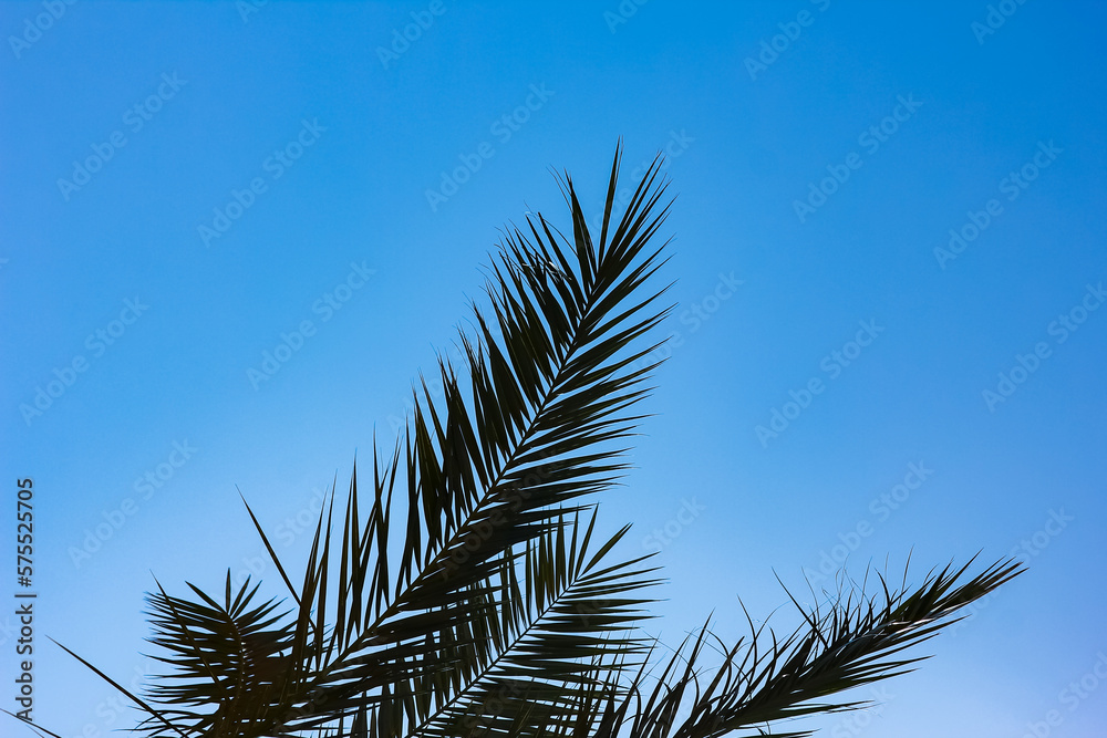 Beautifully stylish palm tree on nature shore of the sea background Beautifully stylish palm tree on nature shore of the sea background
