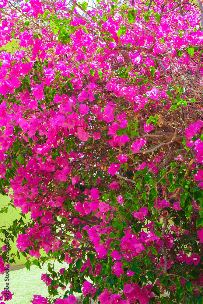 Beautiful trees bushes floral background on nature in the park