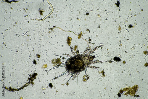 Фотография soil parasite in a sample under the microscope on a farm in Australia