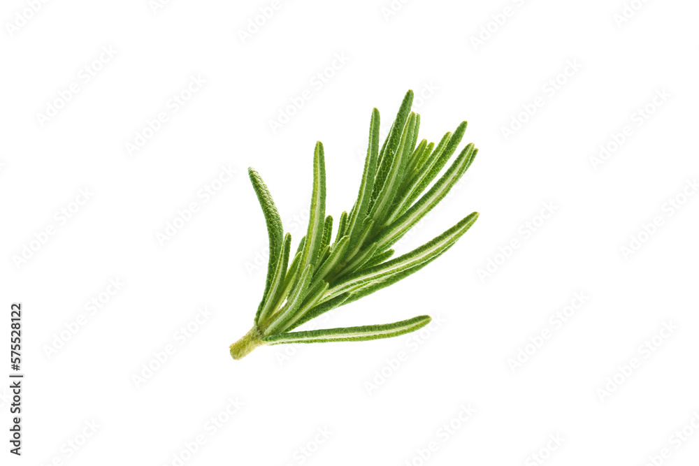 Fototapeta premium fresh rosemary leaves isolated on a white background